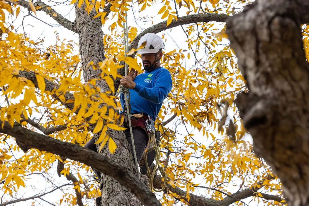 Skilled Tree Pruning crew working in Plainville